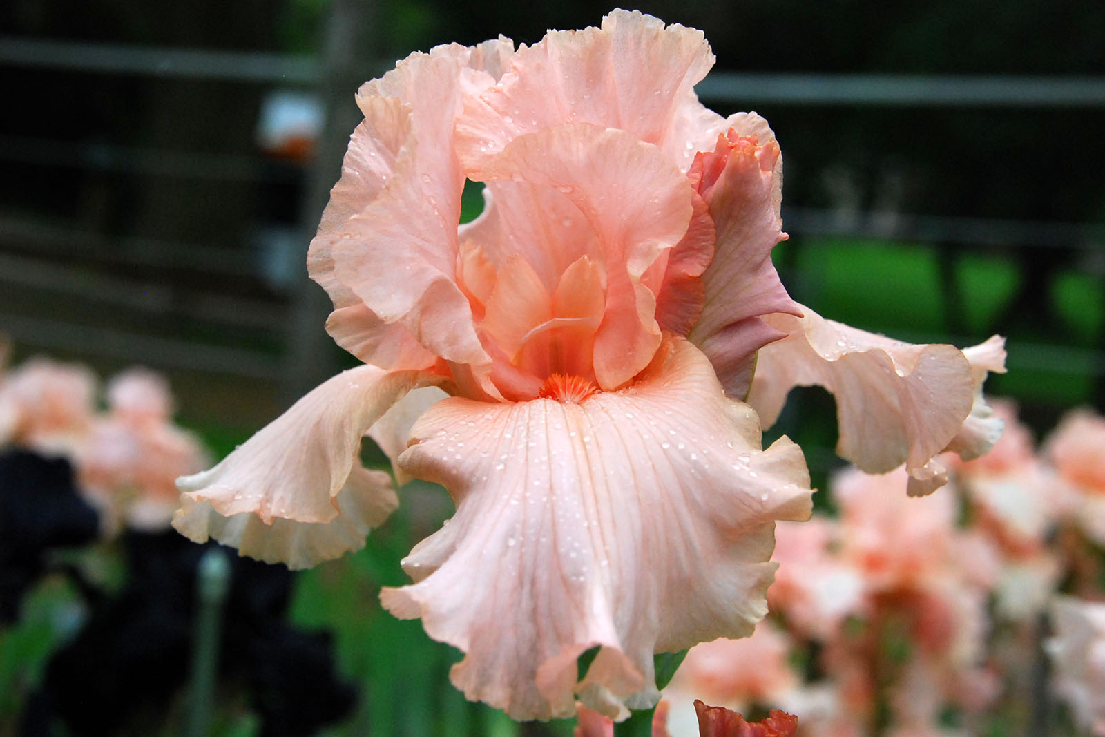 Dreamsicle iris